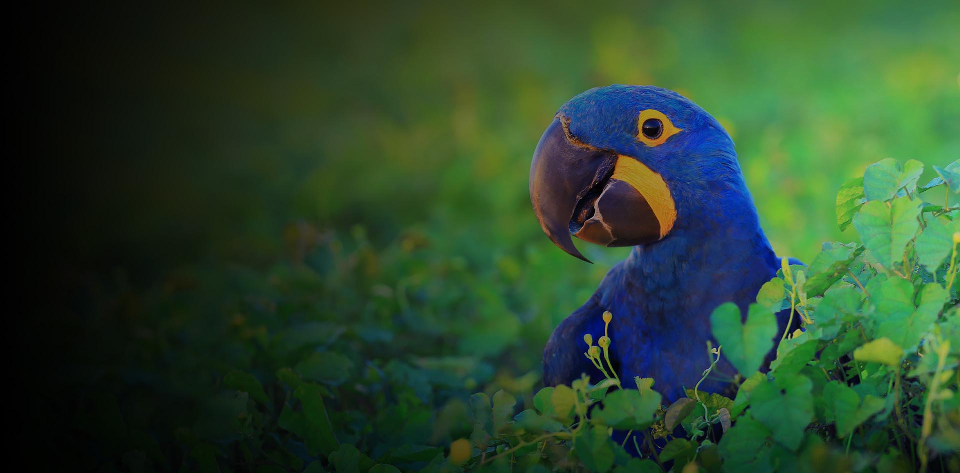 A blue parrot is sitting in the grass.