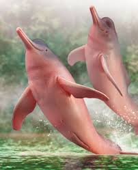 PINK DOLPHIN images